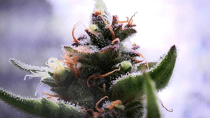 Growreport Bild 30