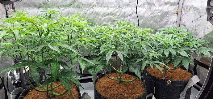 Growreport Bild 4