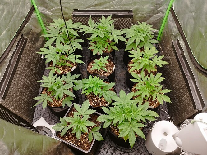 Mehrere junge Cannabispflanzen in verschiedenen Größen wachsen in einem Zelt.