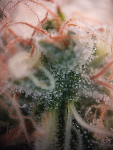 IMG_20250219_205549 - Kopie