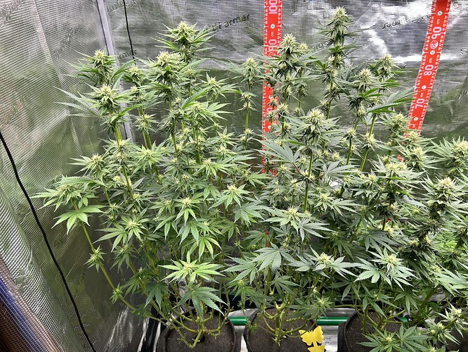 Drei Cannabis-Pflanzen in der Blütephase in einem Growzelt mit reflektierenden Wänden und Messskalen.