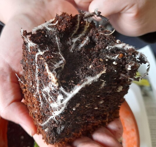 IMG-20240417-WA0002