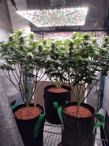 IMG_20250207_205007 - Kopie