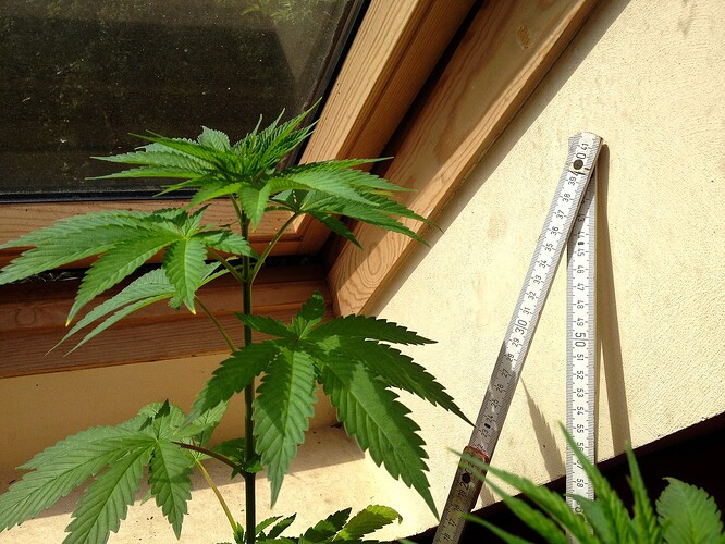 Grow25_0503_09