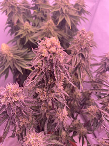 Growreport Bild 3