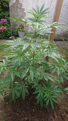 Growreport Bild 20