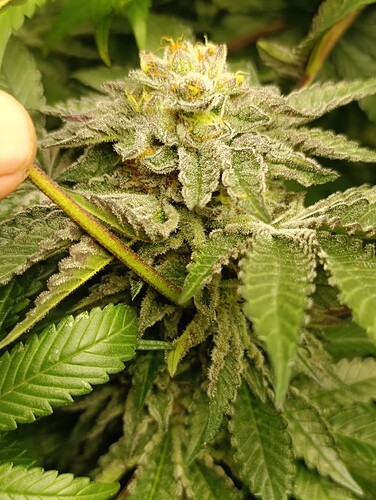 Growreport Bild 9