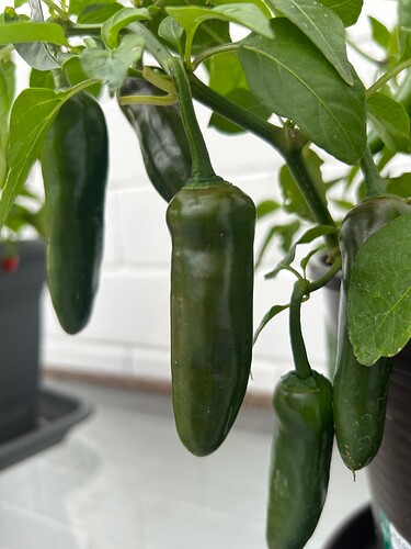 Growreport Bild 53