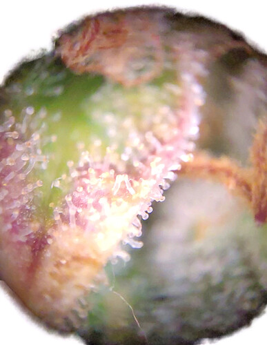 Growreport Bild 9