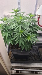 Growreport Bild 30