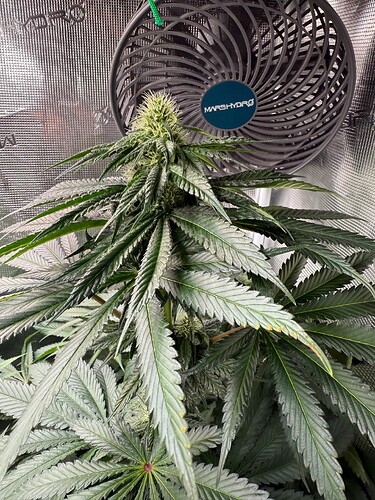 Growreport Bild 8