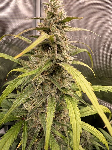 Growreport Bild 7