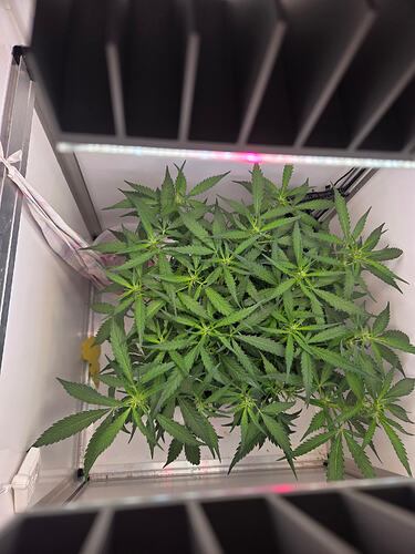 Draufsicht auf eine Wedding Cake Fast Cannabispflanze in einem Growzelt unter LED-Beleuchtung.