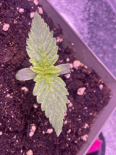 Growreport Bild 13