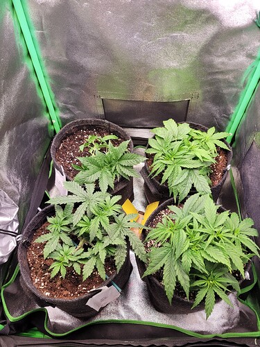 Growreport Bild 15