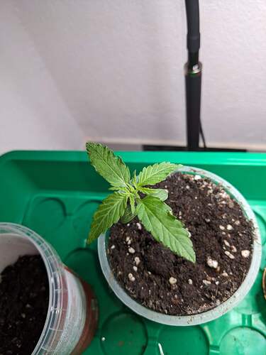 PXL_20240426_204734476