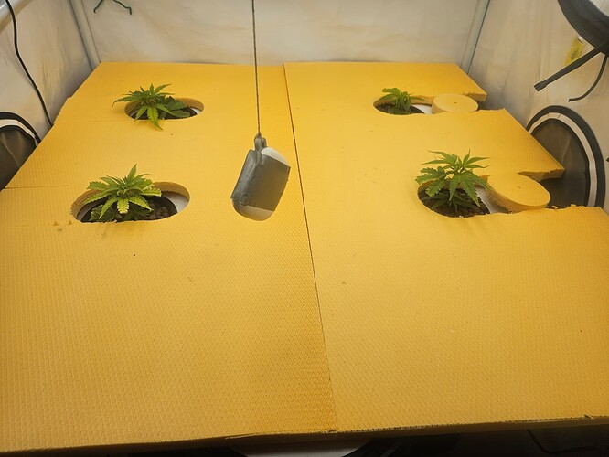 Growreport Bild 52