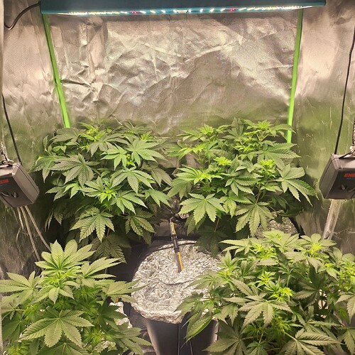 Vier Cannabis-Pflanzen in einem Zelt, die sich im Wuchs befinden. Eine Pflanze in der Mitte hat einen Temperaturfühler im Topf.