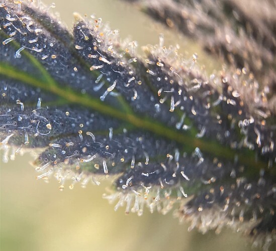 Growreport Bild 7