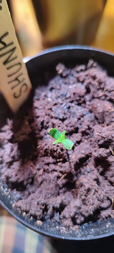 17133668232394836904335463163320