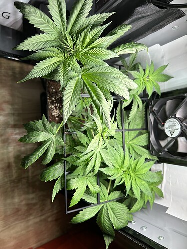 Growreport Bild 6