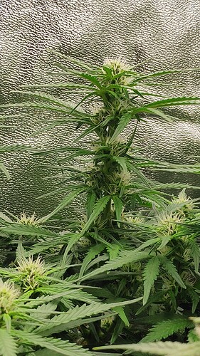 Growreport Bild 7