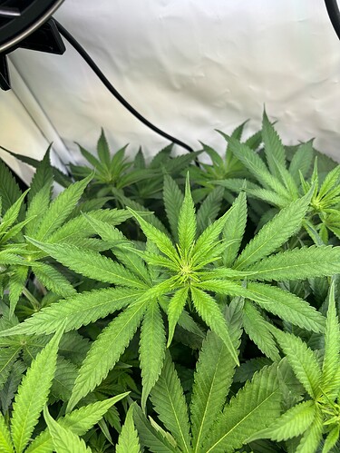 Growreport Bild 25