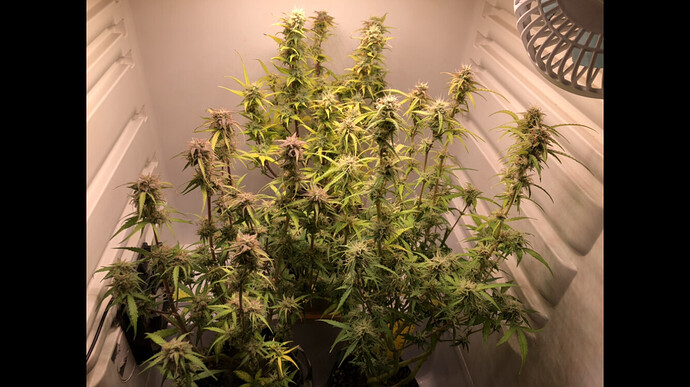 Growreport Bild 27