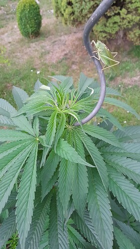Growreport Bild 3