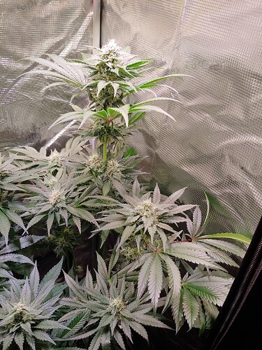 Growreport Bild 18