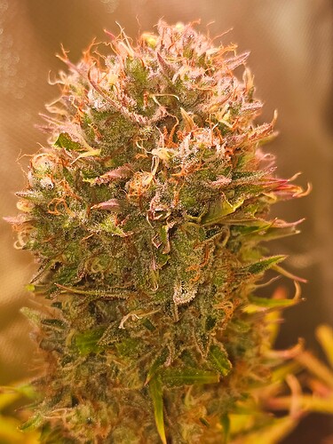 Growreport Bild 15
