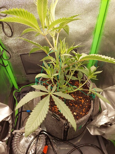 Growreport Bild 13