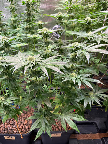 Growreport Bild 28