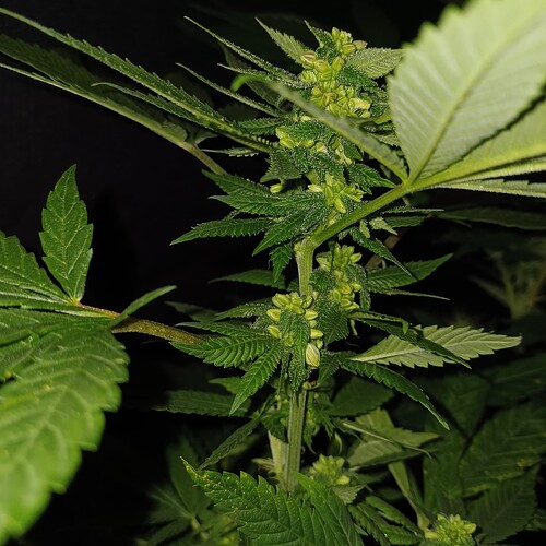 Growreport Bild 13