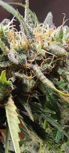 Growreport Bild 16
