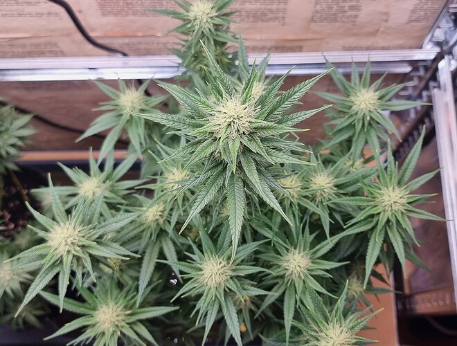 Growreport Bild 7