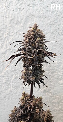 Growreport Bild 3