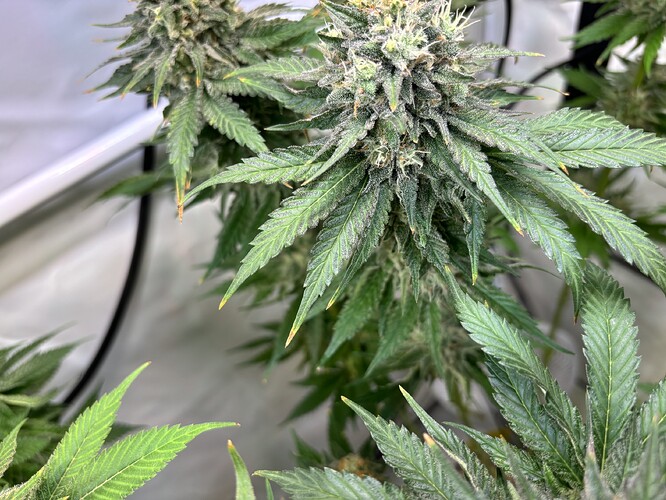 Growreport Bild 113