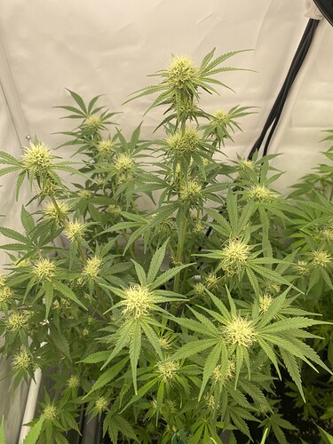 Growreport Bild 11