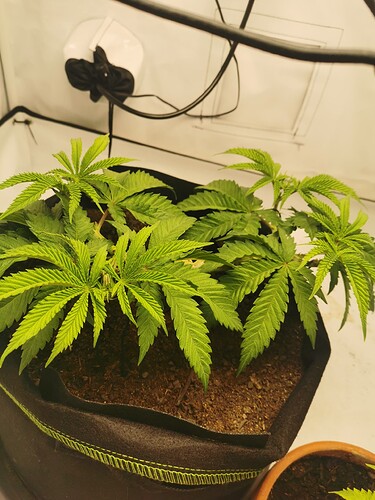 Growreport Bild 13
