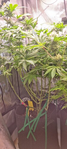 Growreport Bild 16