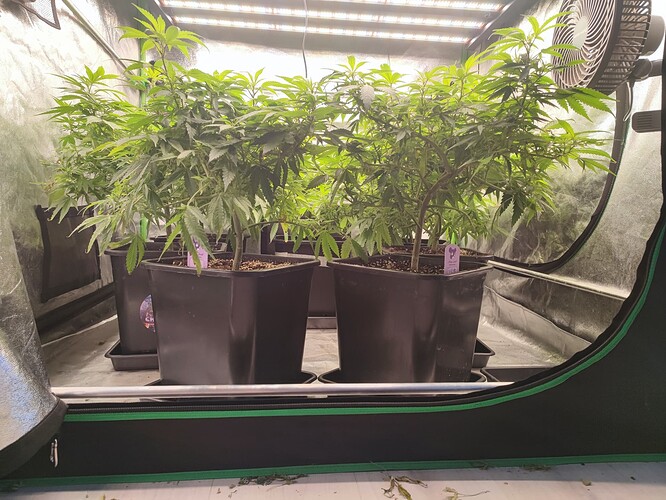Growreport Bild 30