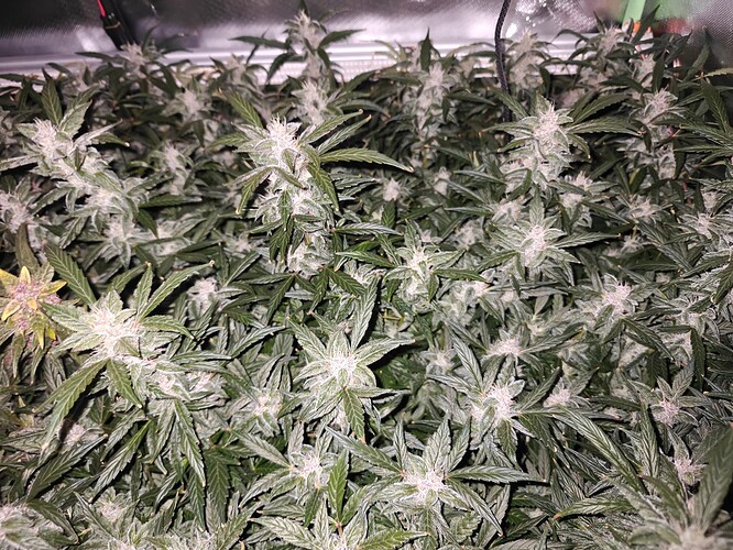 Growreport Bild 7