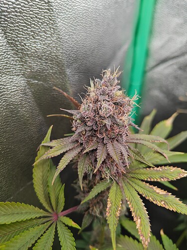 Growreport Bild 5