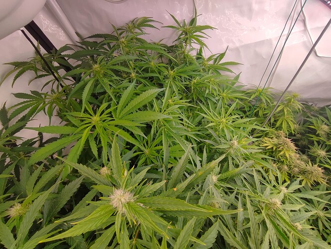 Growreport Bild 74