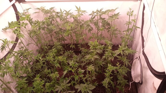 Growreport Bild 35