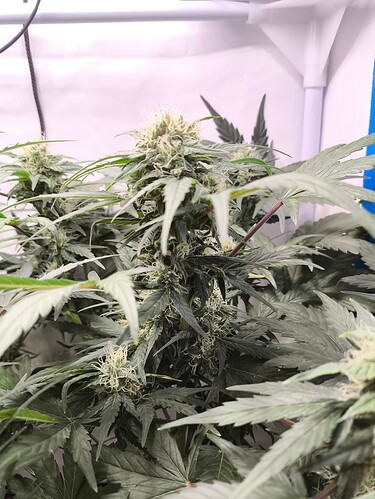 Growreport Bild 9