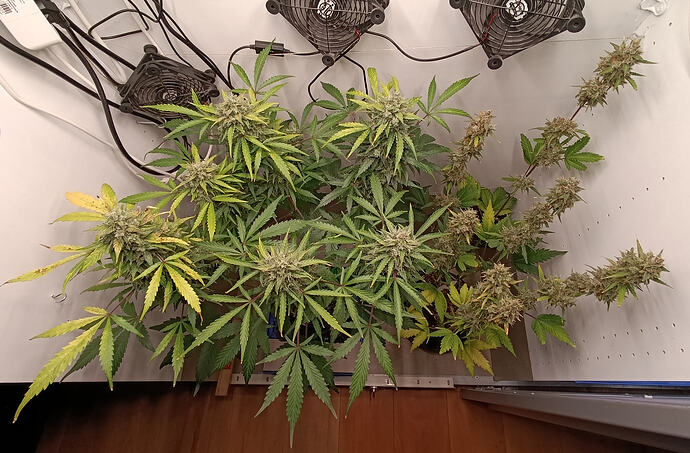 Growreport Bild 9