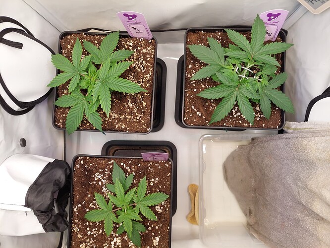 Growreport Bild 4
