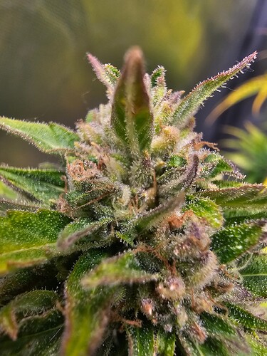 Growreport Bild 19